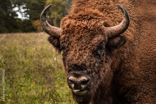 European bison's close-up portrait
