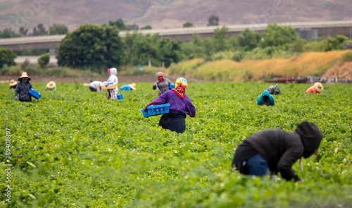 Quadro em tela Migrant Workers picking strawberries in a Field