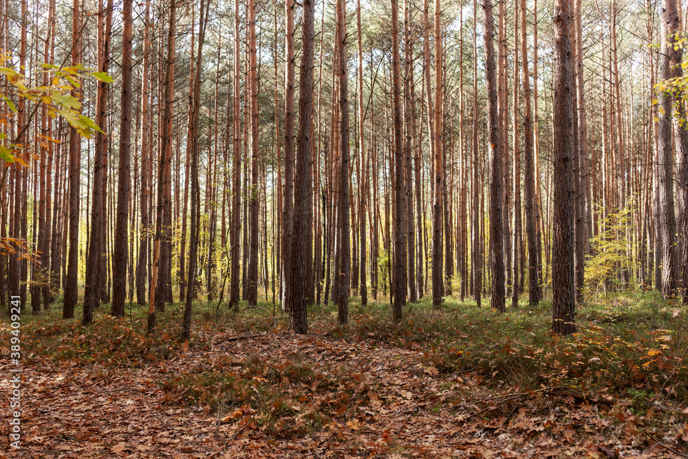 Forest trees in a deep forest. Abstract nature background Forest trees in a deep forest. Abstract nature background