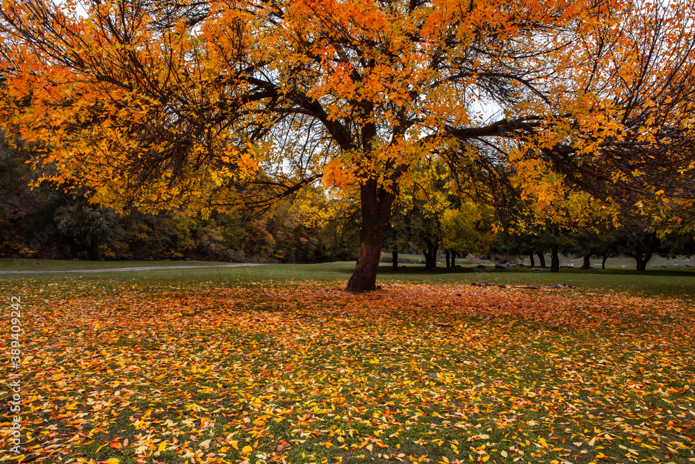 Beautiful autumn landscape with yellow trees, green and clouds. Falling leaves natural background Colorful foliage in the park Beautiful autumn landscape with yellow trees, green and clouds. Falling leaves natural background Colorful foliage in the park