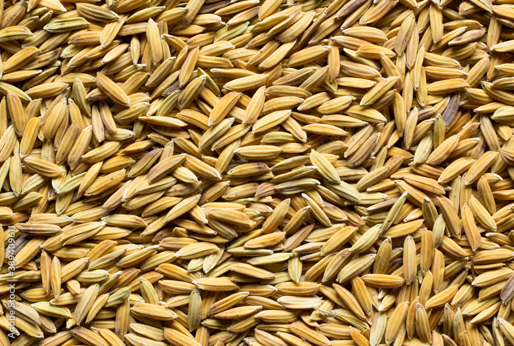 rice rice