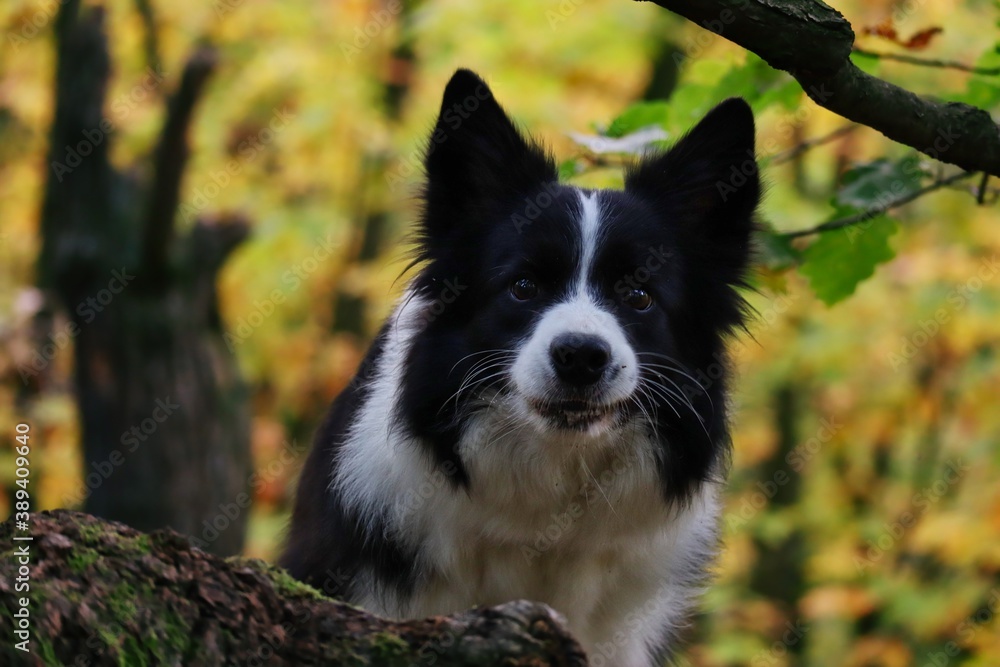 Funny Face of Border Collie in Autumn Forest. Close-up of Head of Black and White Dog during Fall Season.