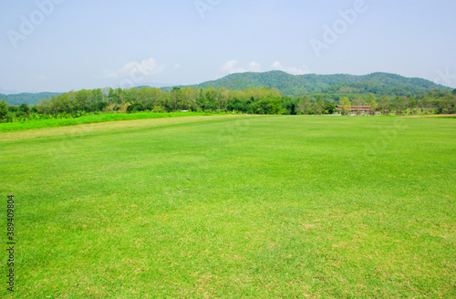 field of grass 