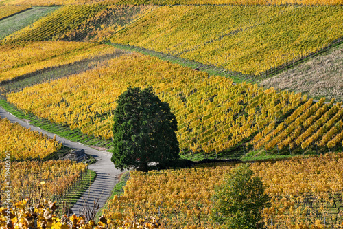 View of the vineyards in Varnhalt near Baden Baden_Baden Wuerttemberg, Germany photo