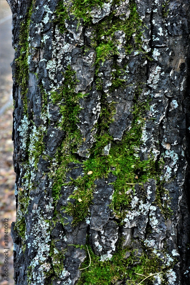 Obraz premium background wood texture with green moss