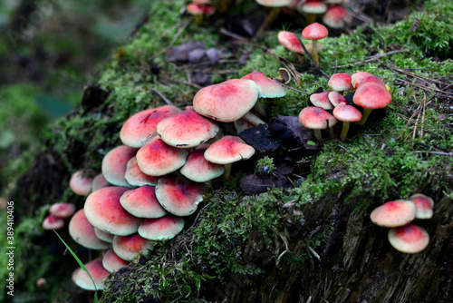 Many dangerous inedible mushrooms grow on a tree stump in a forest. Poisonous mushrooms, hazardous to health. Soft focus, possible granularity