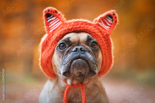 Adorable French Bulldog dog wearing a knitted costume hat with fox ears in front of blurry orange autumn forest background