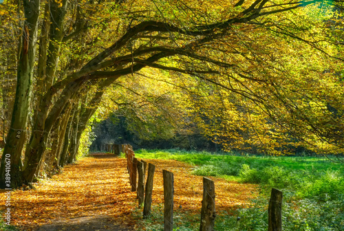 Waldweg bei Haan-Gruiten im Herbst