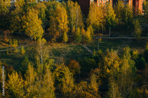 autumn in the forest