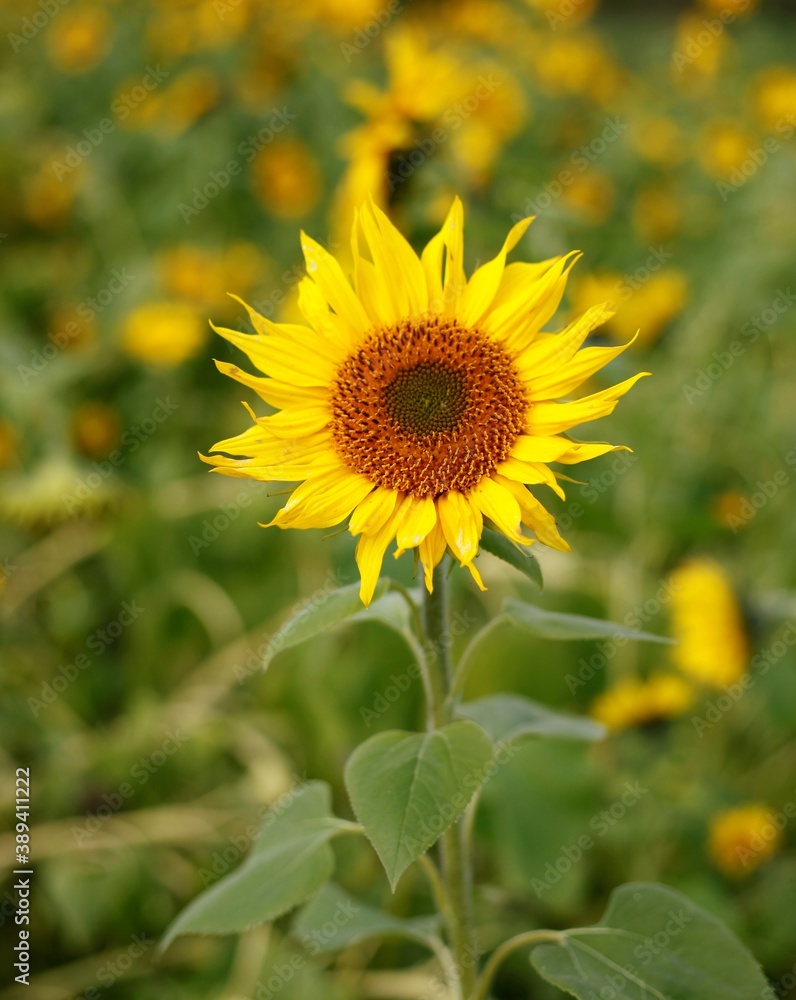 Sonnenblume