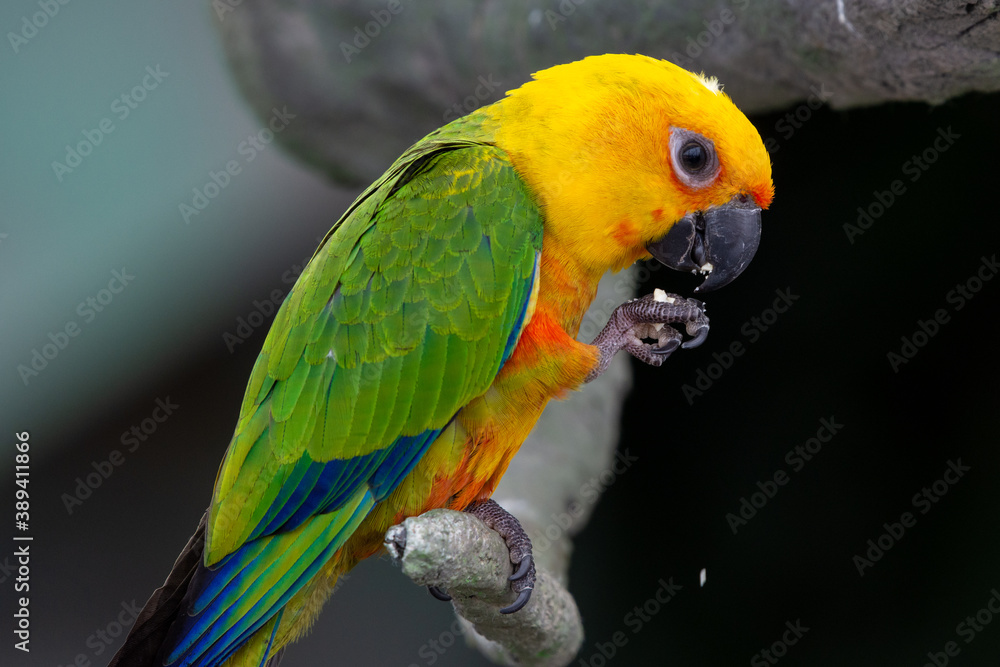 A Jenday Conure (Aratinga jandaya) perched in a tree, also known as jandaya parakeet is a small Neotropical bird found in northeastern Brazil.