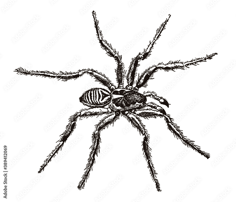 Scary lycosa tarantula in top view. Illustration after engraving from 19th century Scary lycosa tarantula in top view. Illustration after engraving from 19th century
