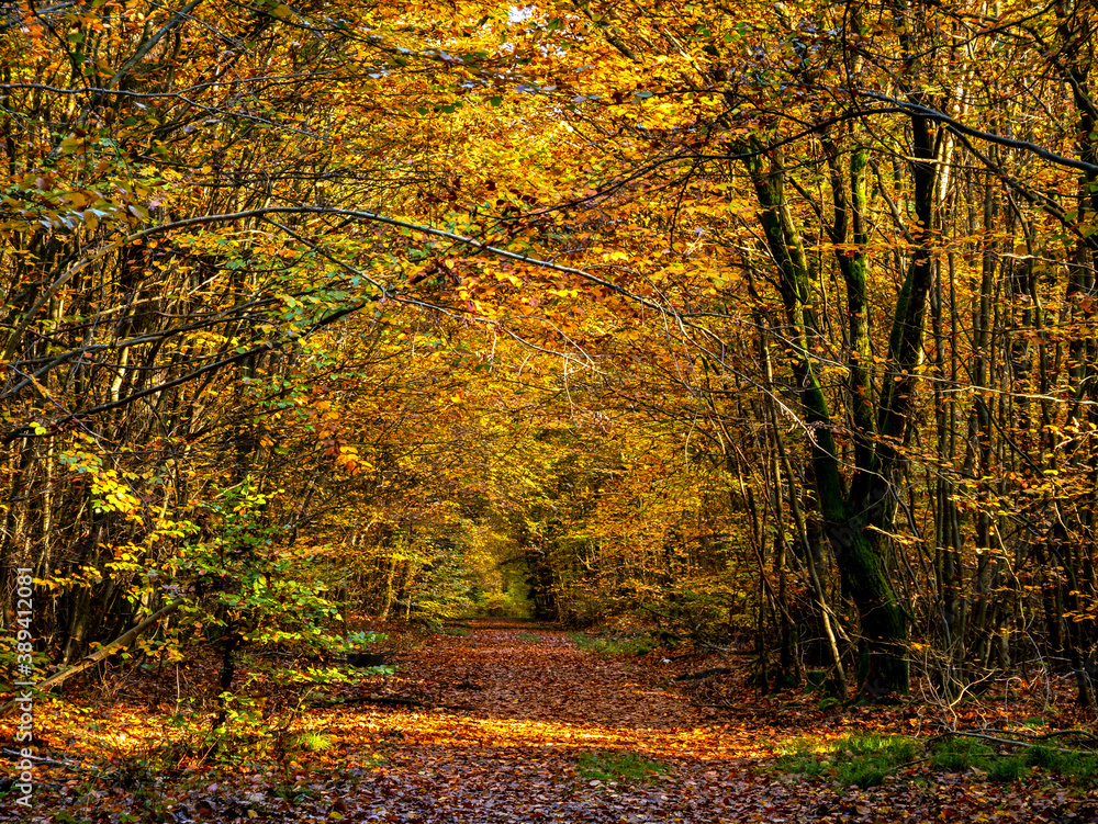 Forest in autumn in full colors