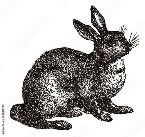 Adult European hare lepus europaeus in side view sitting on ground, after antique engraving from 19th century