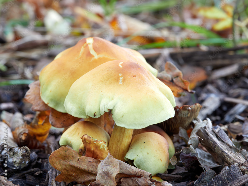 large mushrooms growing in woodland large mushrooms growing in woodland