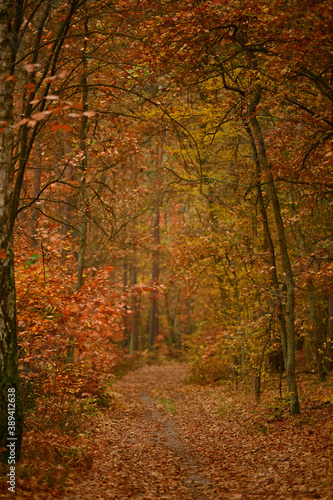 autumn in the forest