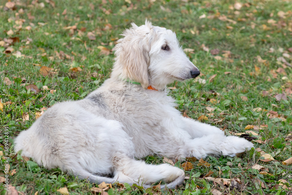 Cute afghan hound puppy is lying in the autumn park. Three month old. Pet animals.