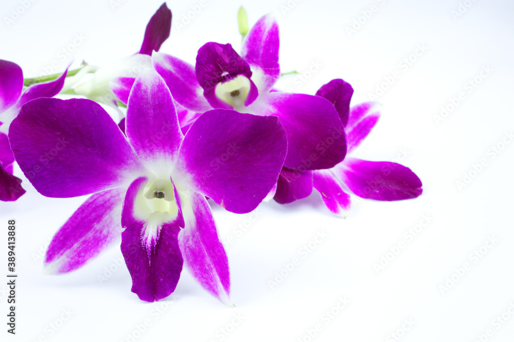 Obraz premium bunch of orchid on the white background