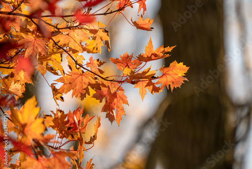 fall leaves have vibrant colors background