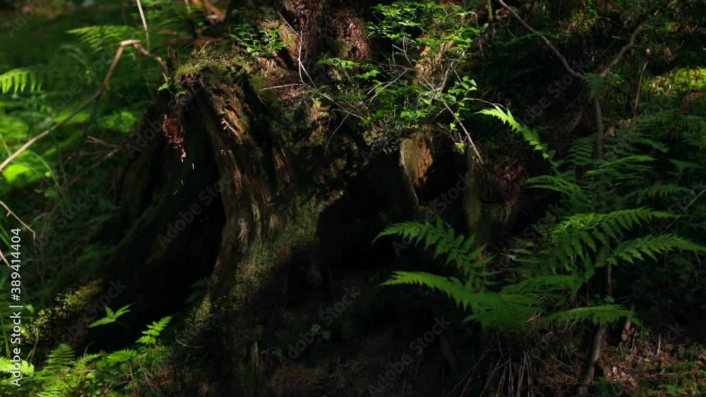 Old stump in the forest. Green fern leaves near the stump in the forest. Tree stump covered in moss at sunlight shining. Green fern stems grow in wild nature. Old stump in the forest. Green fern leaves near the stump in the forest. Tree stump covered in moss at sunlight shining. Green fern stems grow in wild nature.