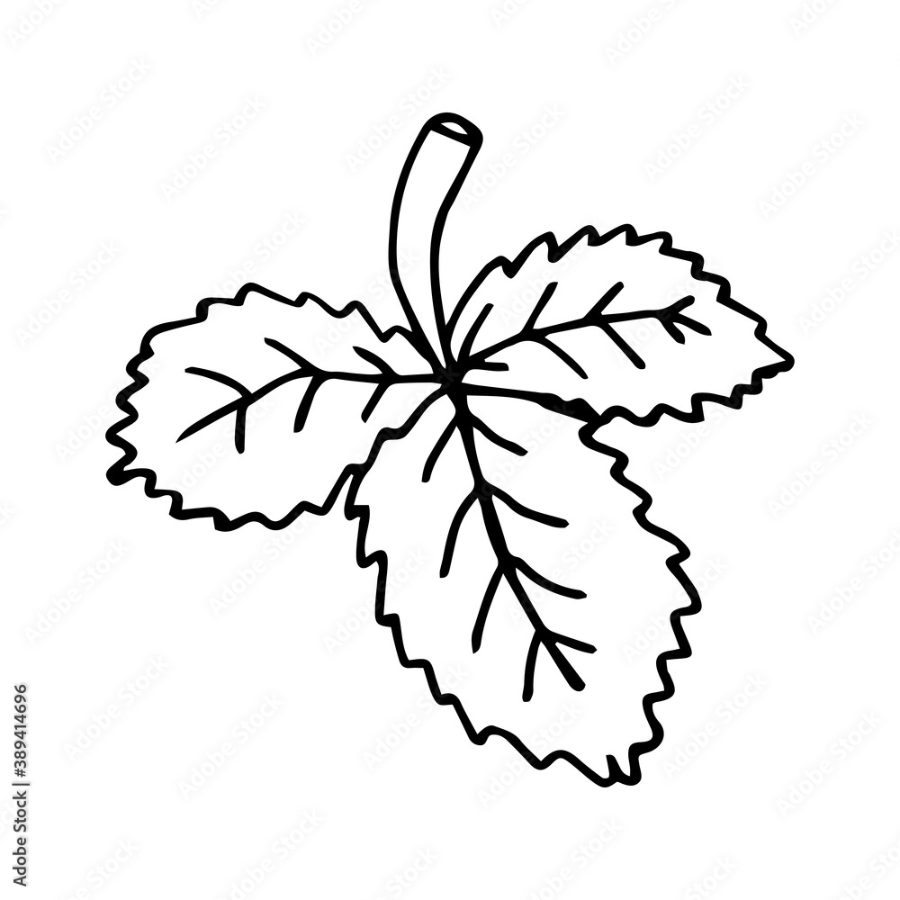 Single strawberry leaf icon. Hand drawn vector illustration in doodle style outline drawing isolated on white background.