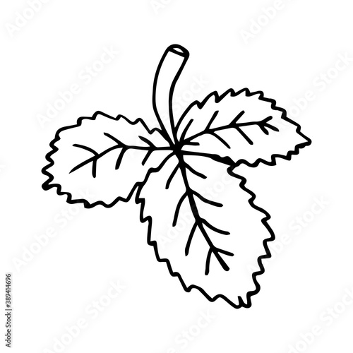 Single strawberry leaf icon. Hand drawn vector illustration in doodle style outline drawing isolated on white background.