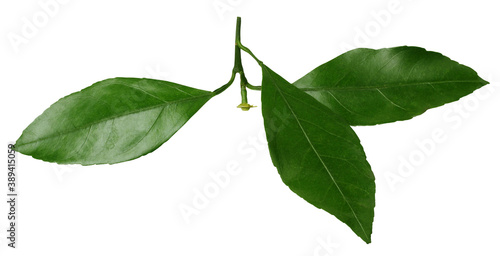 mandarin leaves isolated on white with clipping path.