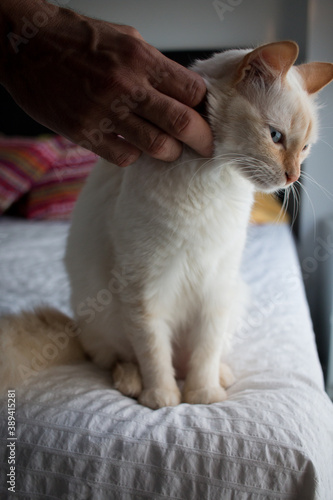 White cat in the bed