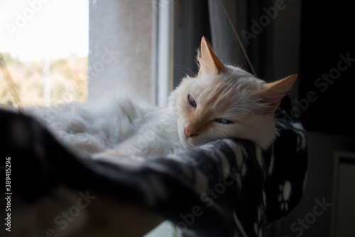 white cat sleeping
