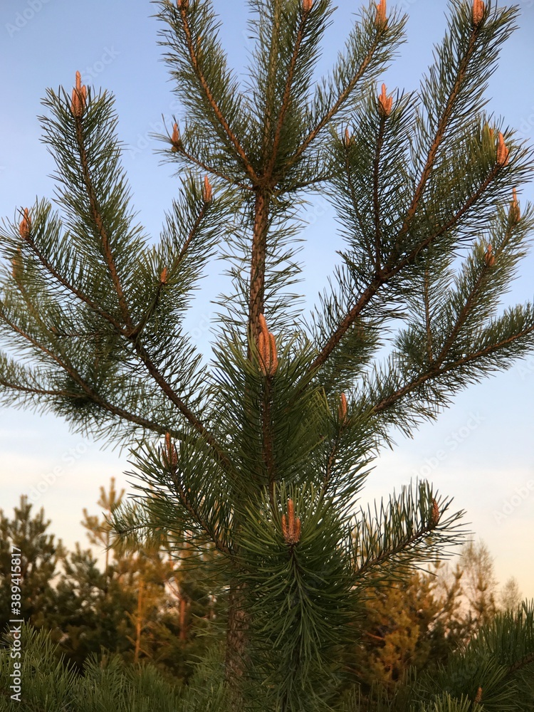 Spruce and sky