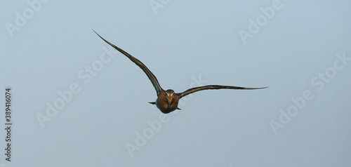 Black-tailed Godwit  Limosa limosa