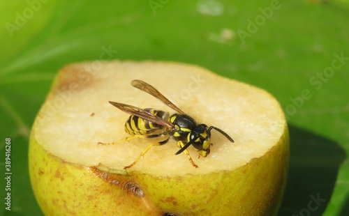 Wasp eating pear in the garden, closeup