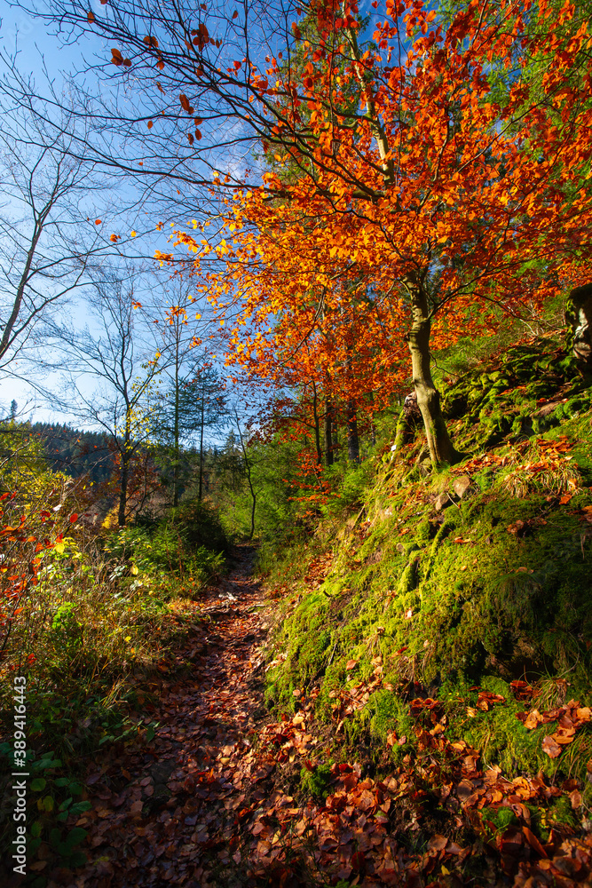 Herbstlicher Wanderweg am Ellbachsee, Schwarzwald Herbstlicher Wanderweg am Ellbachsee, Schwarzwald