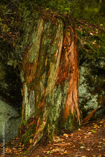 tree in autumn