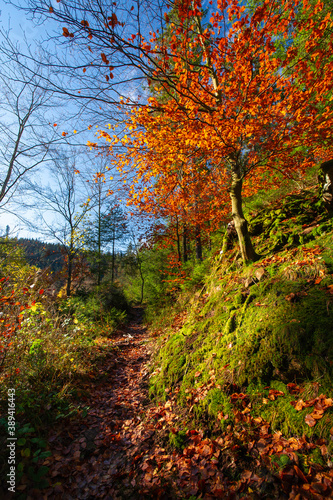 Herbstlicher Wanderweg am Ellbachsee, Schwarzwald