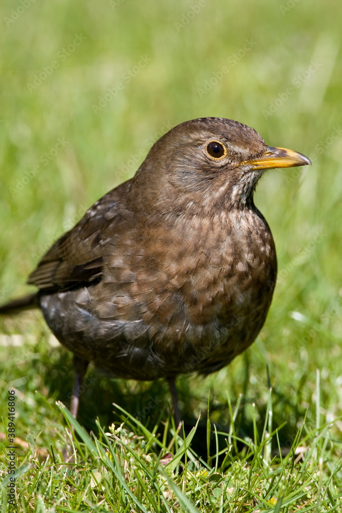 Common Blackbird, Turdus merula Common Blackbird, Turdus merula