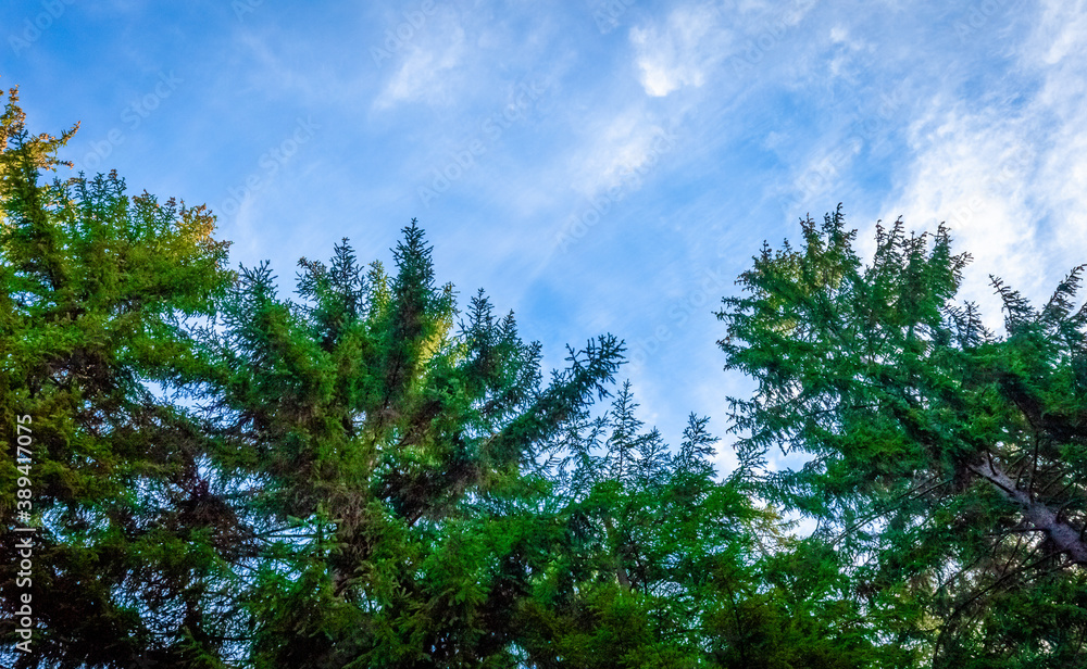Fototapeta premium sky and tree