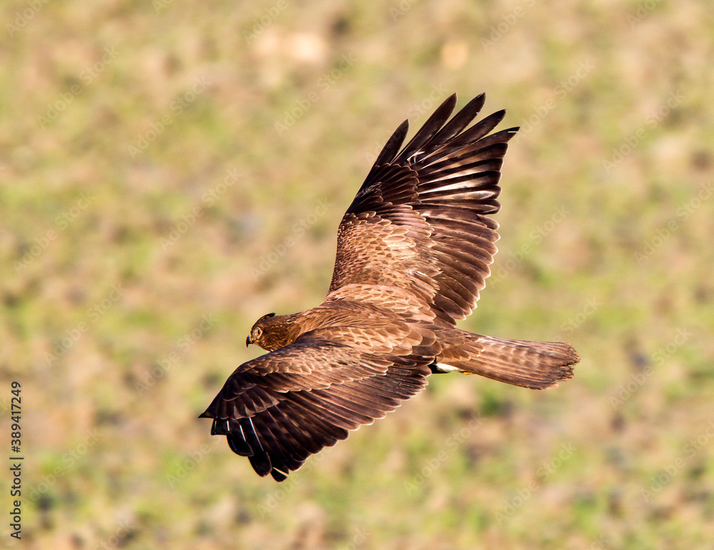 Fototapeta premium Common Buzzard, Buteo buteo