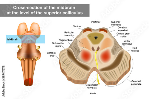 Midbrain or mesencephalon anatomy illustration. Cross-section of the midbrain at the level of the superior colliculus photo