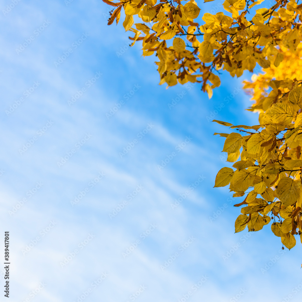 natural background of autumn leaves and blue sky natural background of autumn leaves and blue sky