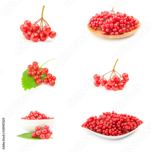 Set of red berries cluster of guelder rose photo