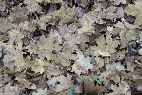 Gllomy fall maple leaves on the ground