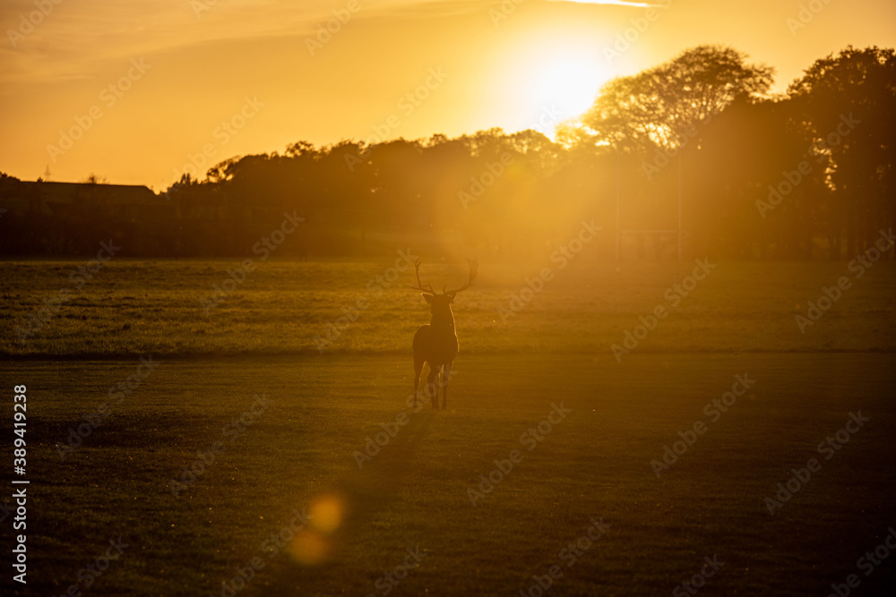 Silhouette of deer in bright lights of sunset, at the park, bright orange lights