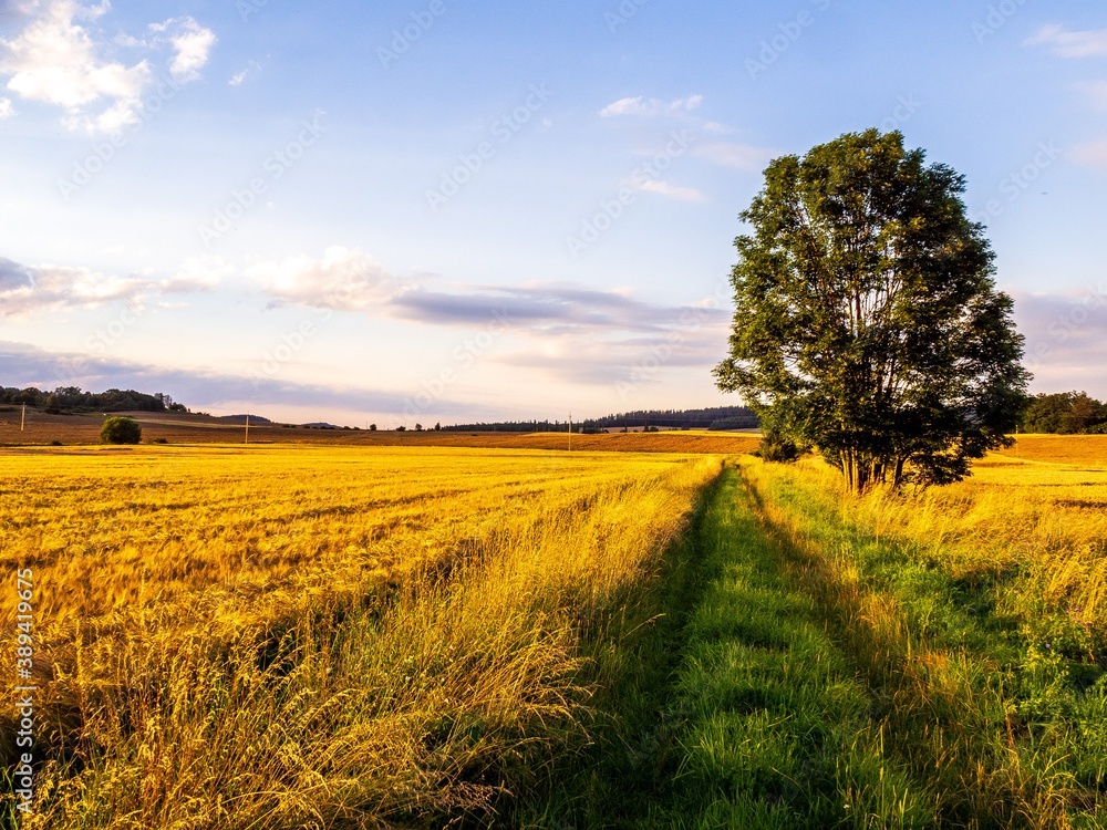 Naklejka premium Field