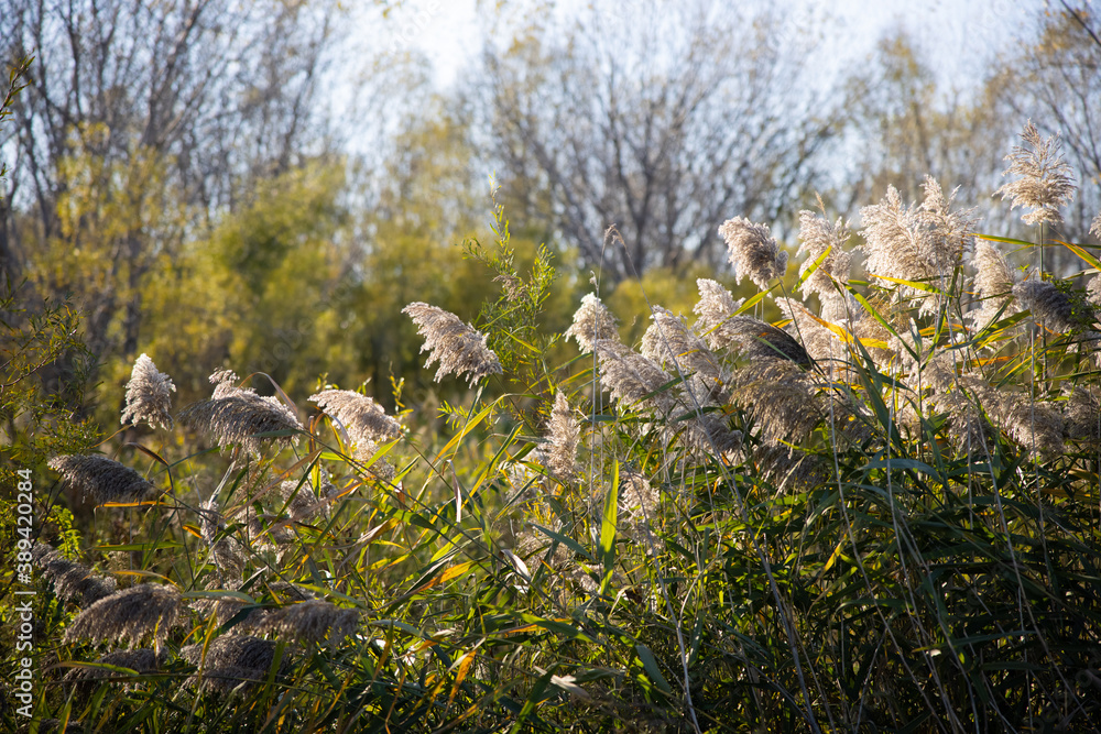 Common reed / Canarygrass moving in the wind with clear blue sky during a sunny autumn / fall day at Lake Erie in Cleveland. Common reed / Canarygrass moving in the wind with clear blue sky during a sunny autumn / fall day at Lake Erie in Cleveland.