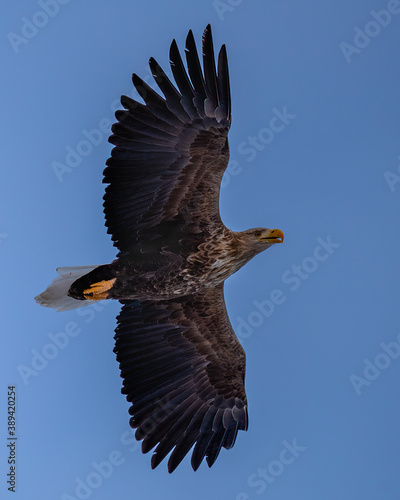 White-tailed Eagle