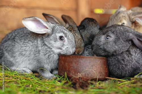 Small rabbits eat from the same feeder. Cute fluffy rabbits on the farm. Rabbit breeding
