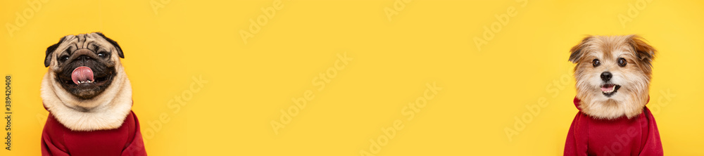 Banner of adorable dog pug breed making smile and happy face on yellow background with mixed breed dog,Blank space for advertisement