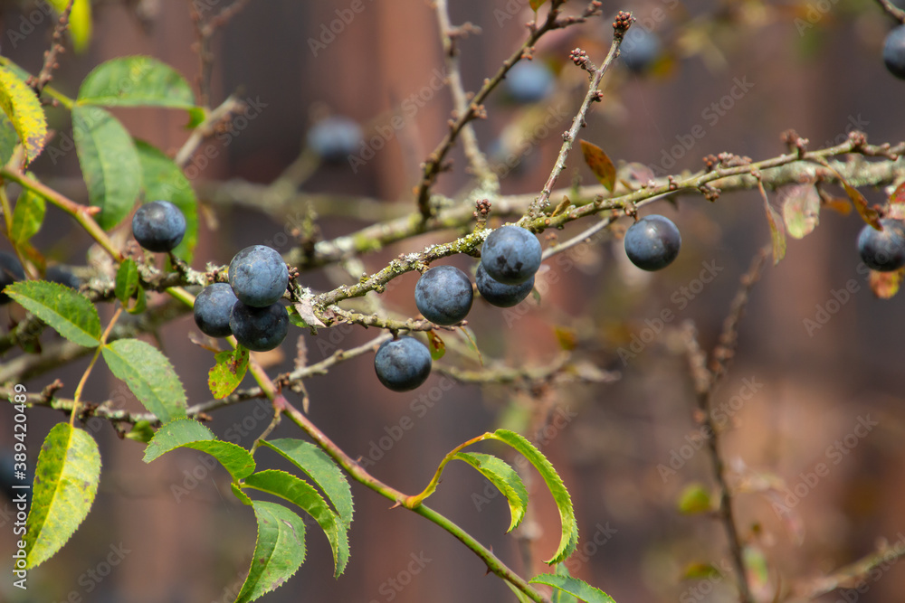 Close up of blue blackthorn berries Close up of blue blackthorn berries