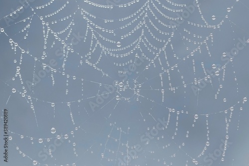 Gorgeous unique pattern of thin spider web covered with water drops after fog, abstract background with dewdrops